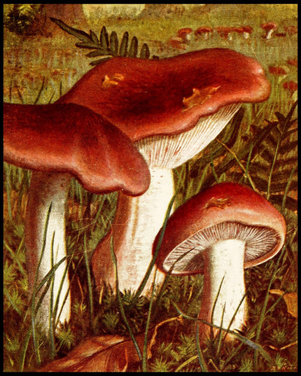 Tricholoma Russula