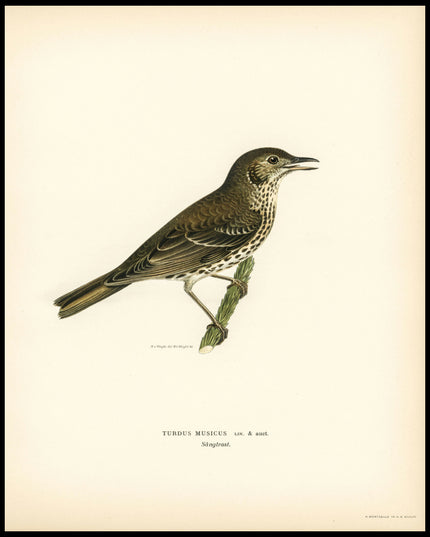 Turdus Usicus Poster