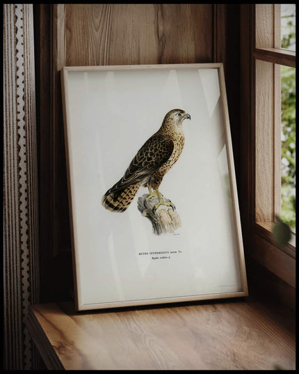 Buteo Intermedius Poster