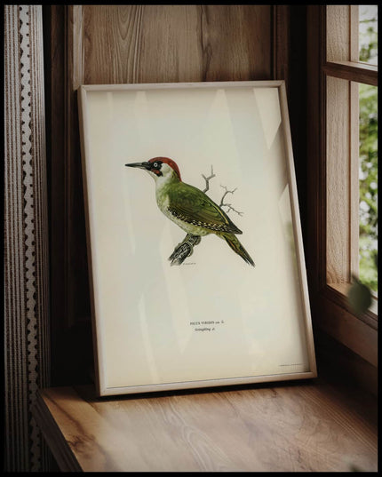 Picus Viridis Poster