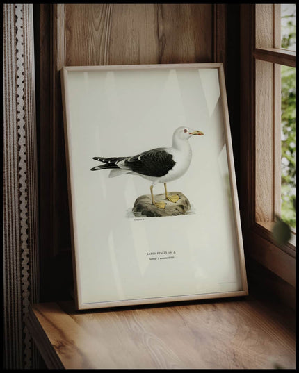 Larus Fuscus Poster