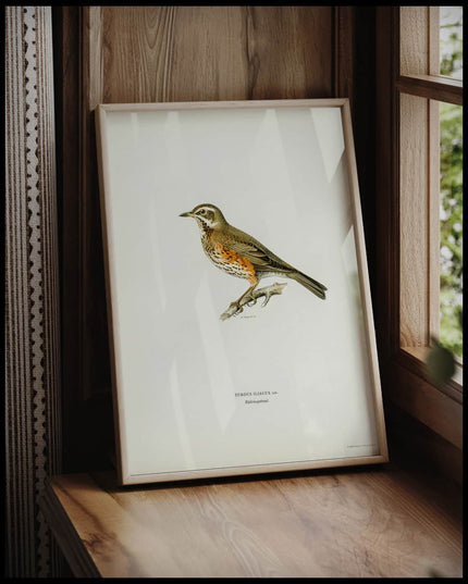 Turdus Iliacus Poster